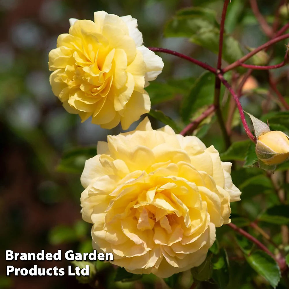 Rose Scentifall Lemon 9cm Pot | Set of 1