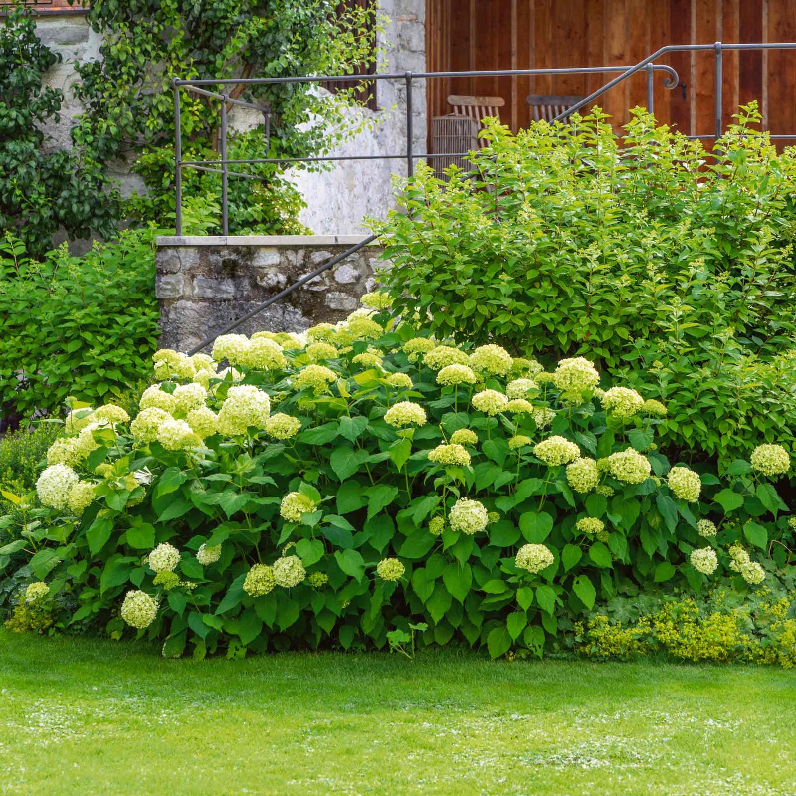 Hydrangea 'annabelle' White - Award-winning Large 30 Cm Blooms | 1 x 3L | White