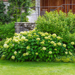 Hydrangea 'annabelle' White - Award-winning Large 30 Cm Blooms | 1 x 7.5L | White