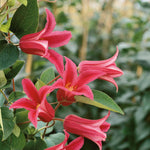 Clematis 'princess Diana' (texensis) - Pink Climbing Plant, Rhs Agm | 1 x 7cm | Flamingo Pink