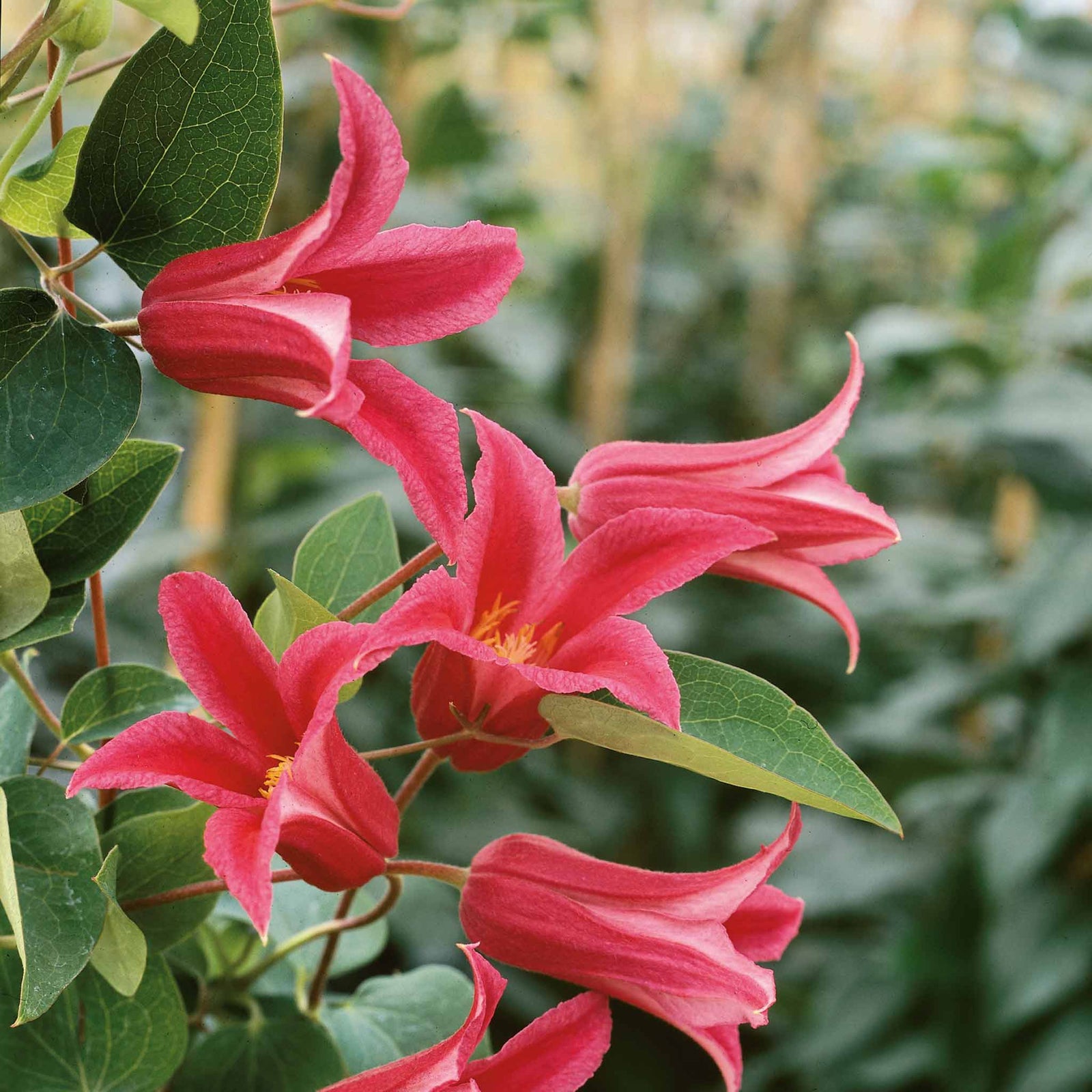 Clematis 'princess Diana' (texensis) - Pink Climbing Plant, Rhs Agm | 1 x 3L | Green & Pink