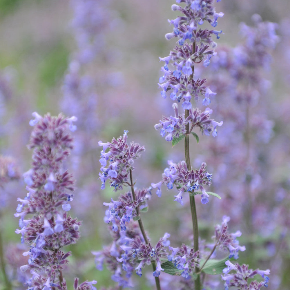 Nepeta Racemosa Grog - Catmint 3 x 9cm Pots