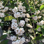 Callicarpa Bodinieri Magical Snow Queen - 9cm pots | 3 x 9cm | Light Pink
