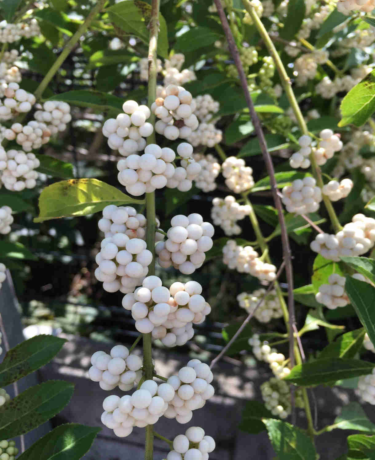 Callicarpa Bodinieri Magical Snow Queen - 9cm pots | 3 x 9cm | Light Pink
