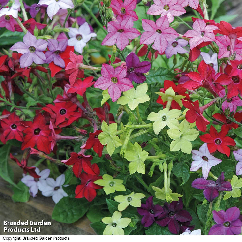 Garden Ready Summer Favourites Collection Garden Ready Plants Plants | 12 x Garden Ready Plants