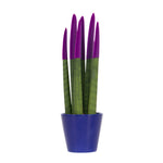 Snake Plant Velvet Touch - Sansevieria Cylindrica - Height 20-40cm - ⌀9cm | Purple