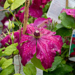 Clematis 'westerplatte' Maroon-red Climber | 1 x 2L | Purple & Green
