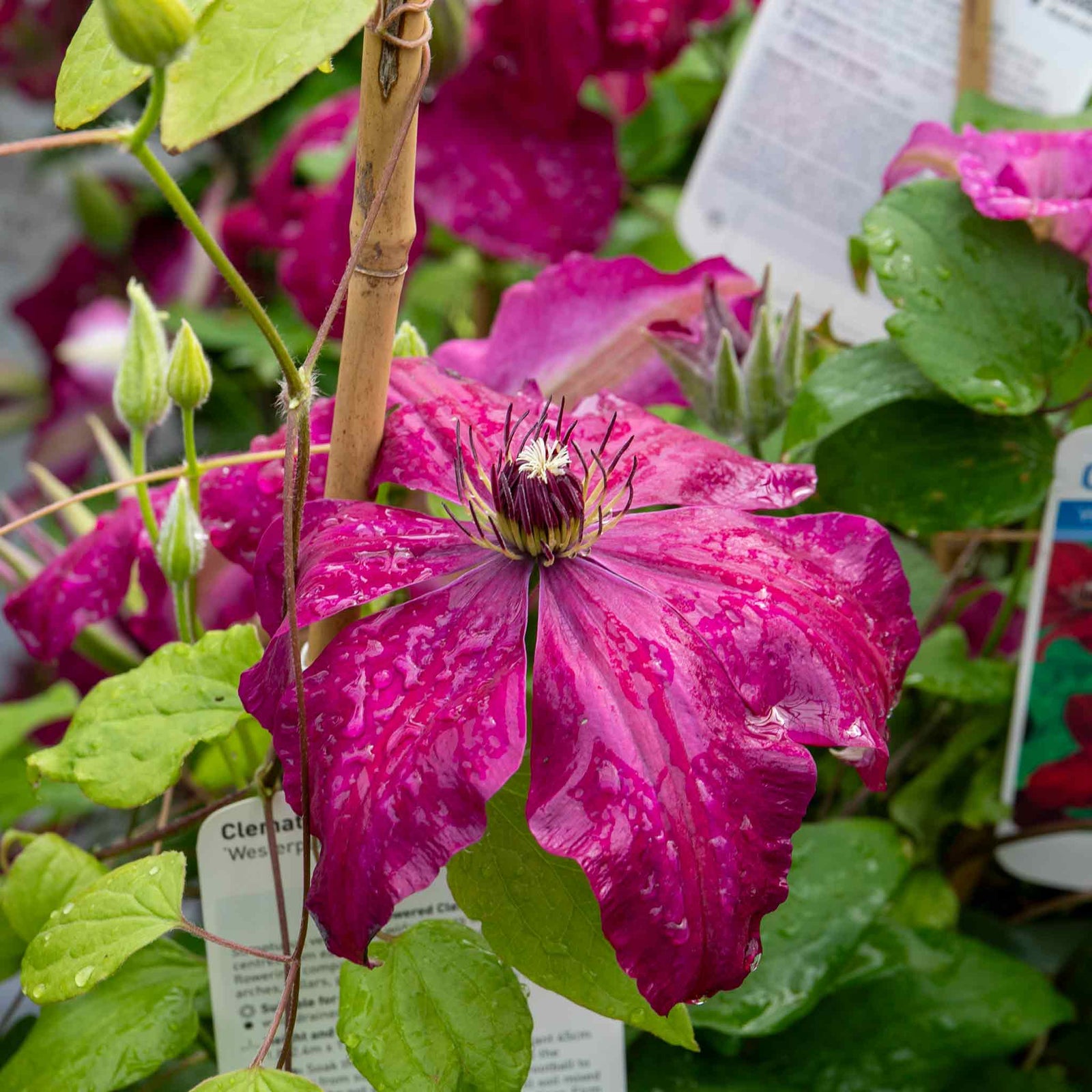 Clematis 'westerplatte' Maroon-red Climber | 1 x 2L | Purple & Green