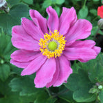 Anemone Hupehensis Japonica Pamina - 9cm pots | 1 x 9cm | Pink
