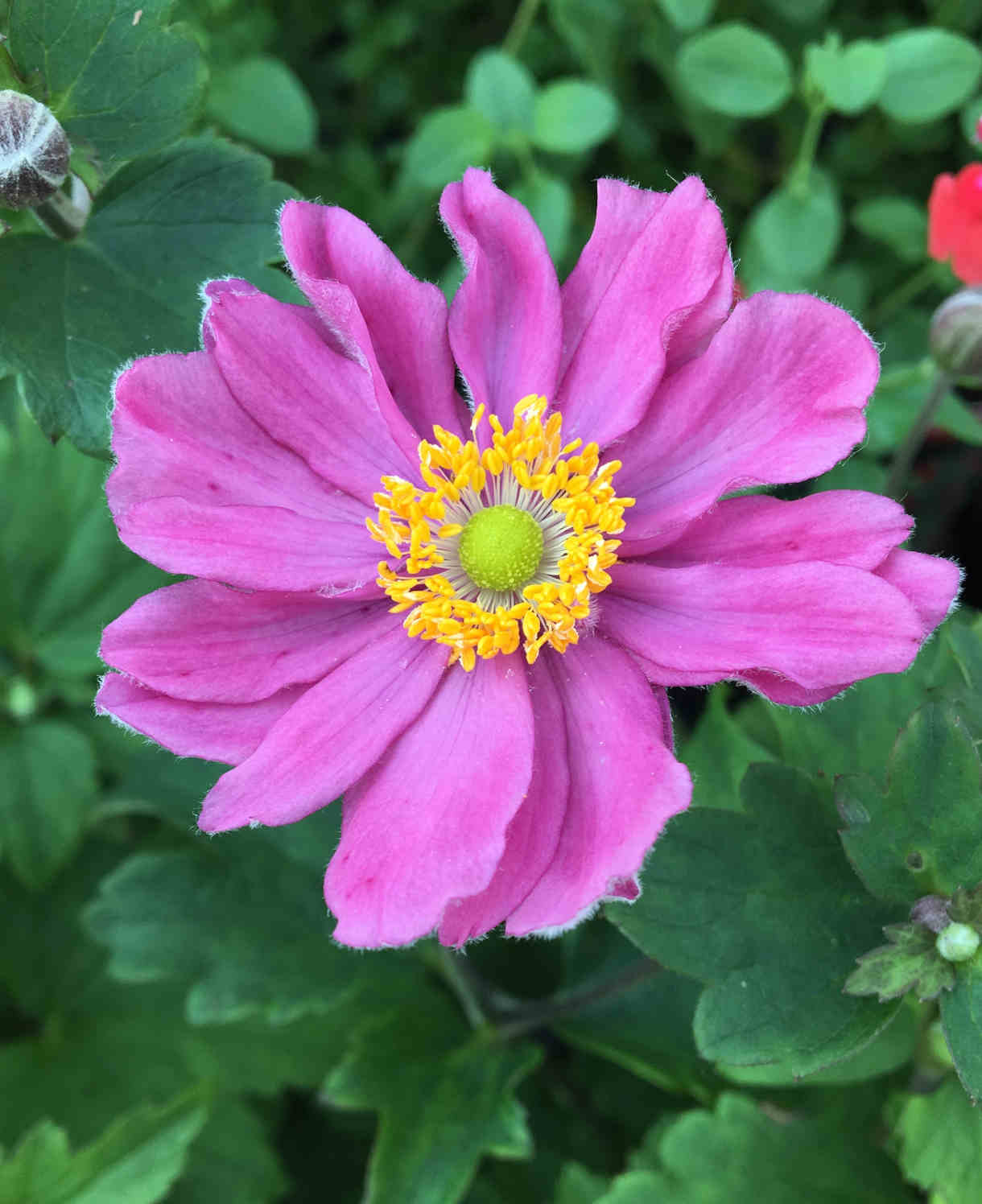 Anemone Hupehensis Japonica Pamina - 9cm pots | 1 x 9cm | Pink