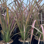 Phormium Jester Evergreen Shrub Extra Large 2.5-3ft Instant Plant In A 10 Litre Pot
