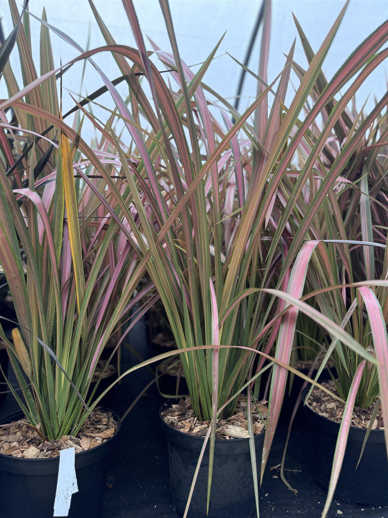 Phormium Jester Evergreen Shrub Extra Large 2.5-3ft Instant Plant In A 10 Litre Pot
