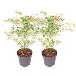 Japanese Maple - Acer Palmatum 'Ukigumo' - Height 50-60cm - ⌀19cm | Set of 2 | Green