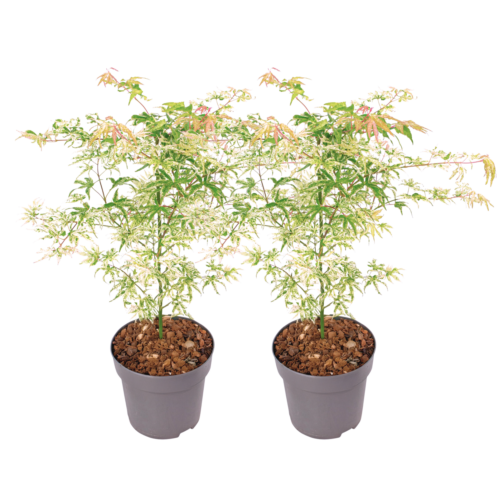 Japanese Maple - Acer Palmatum 'Ukigumo' - Height 50-60cm - ⌀19cm | Set of 2 | Green