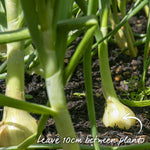 Ailsa Craig Onion Seeds | 500 Seeds
