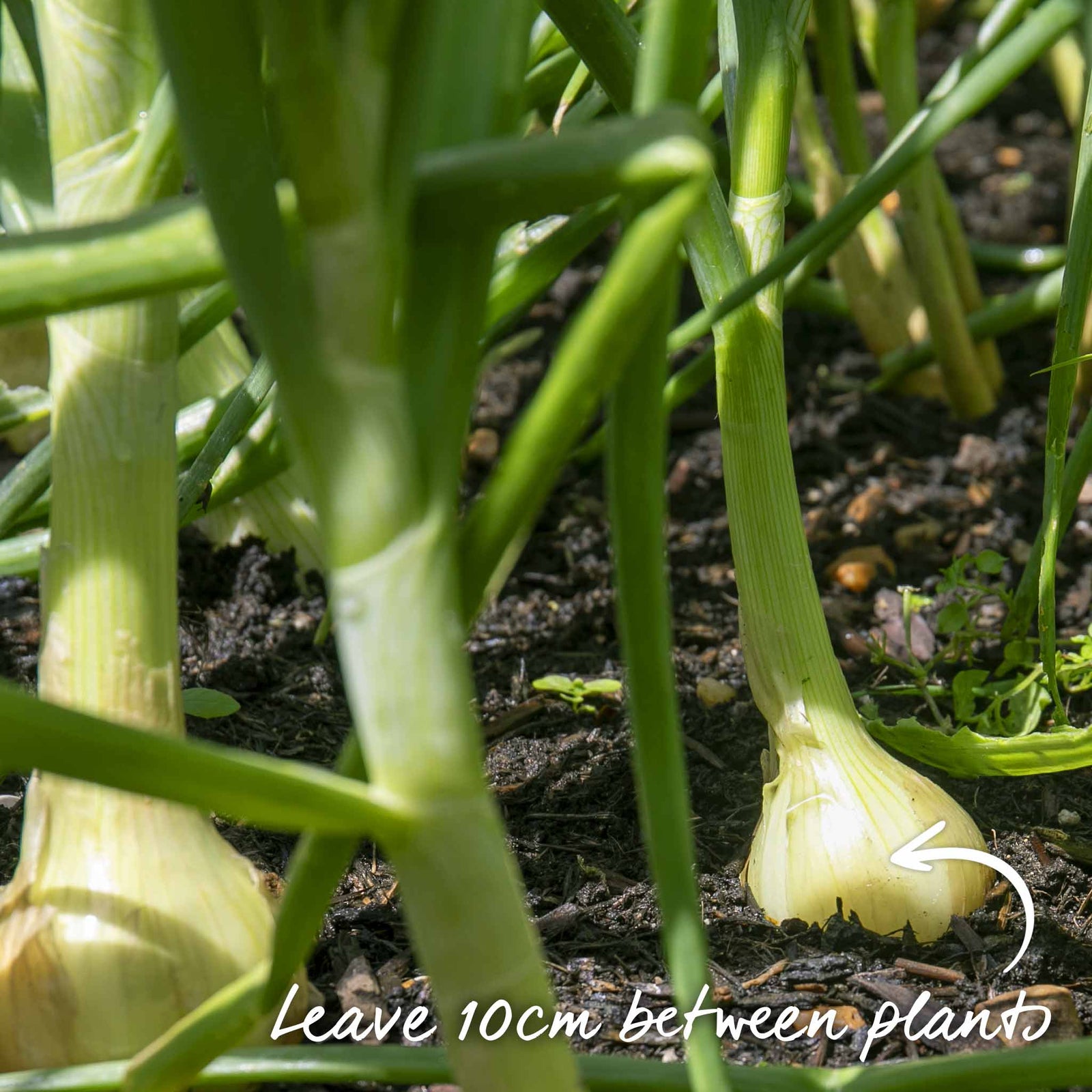 Ailsa Craig Onion Seeds | 500 Seeds
