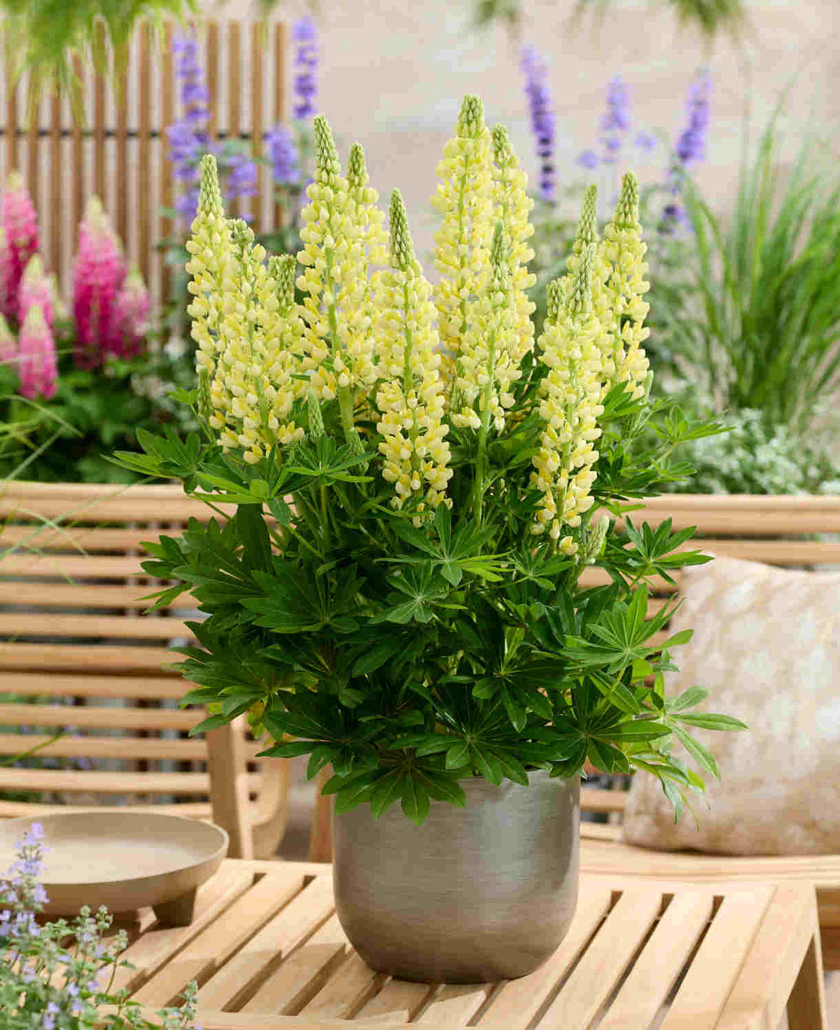 Lupinus Lupinova ‘lenora’ 9cm pots | 3 x 9cm | Yellow