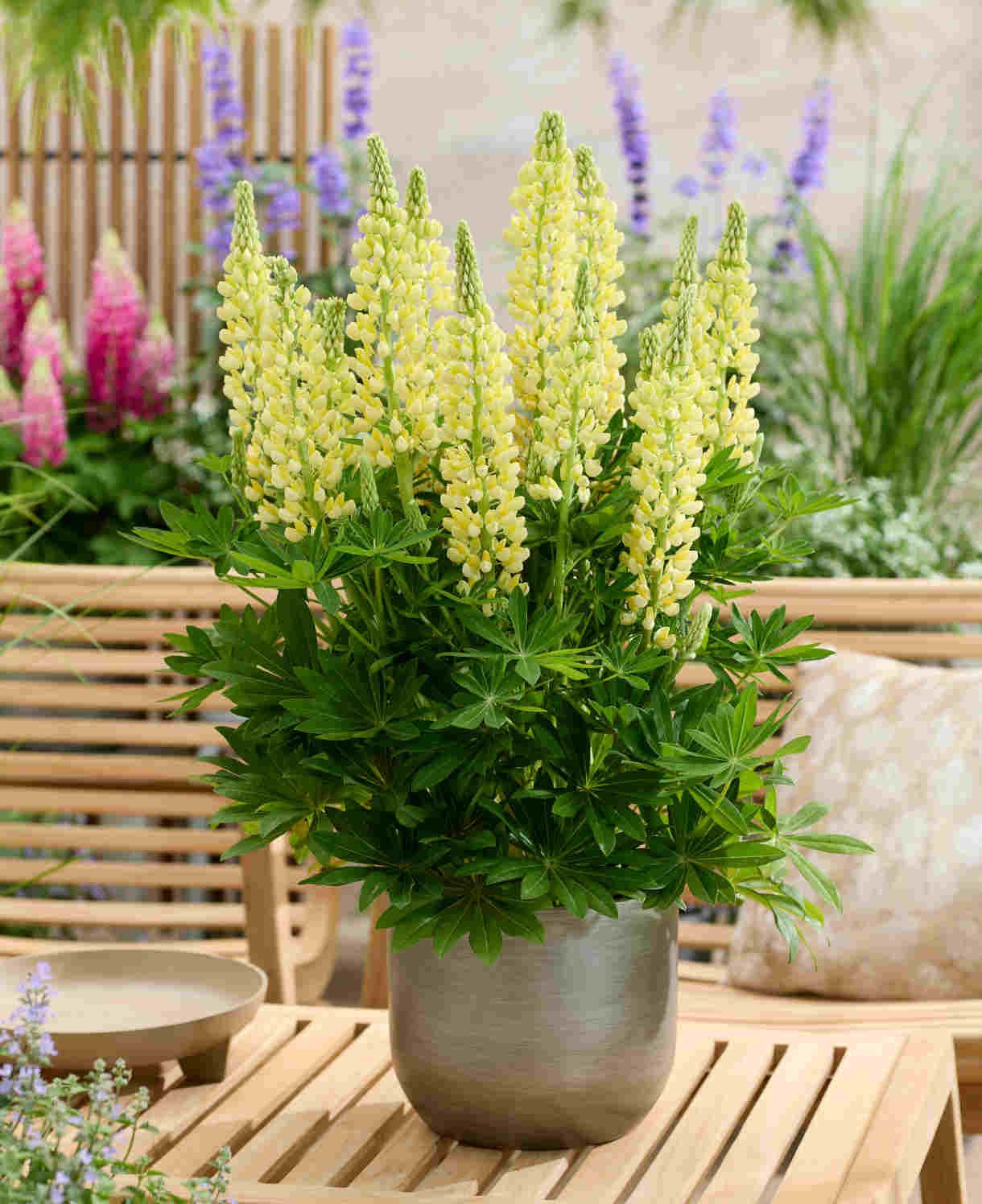Lupinus Lupinova ‘lenora’ 9cm pots | 3 x 9cm | Yellow
