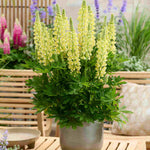 Lupinus Lupinova ‘lenora’ 9cm pots | 1 x 9cm | Yellow