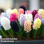 Thompson & Morgan Hyacinth Breeders Selection - 16 Bulbs