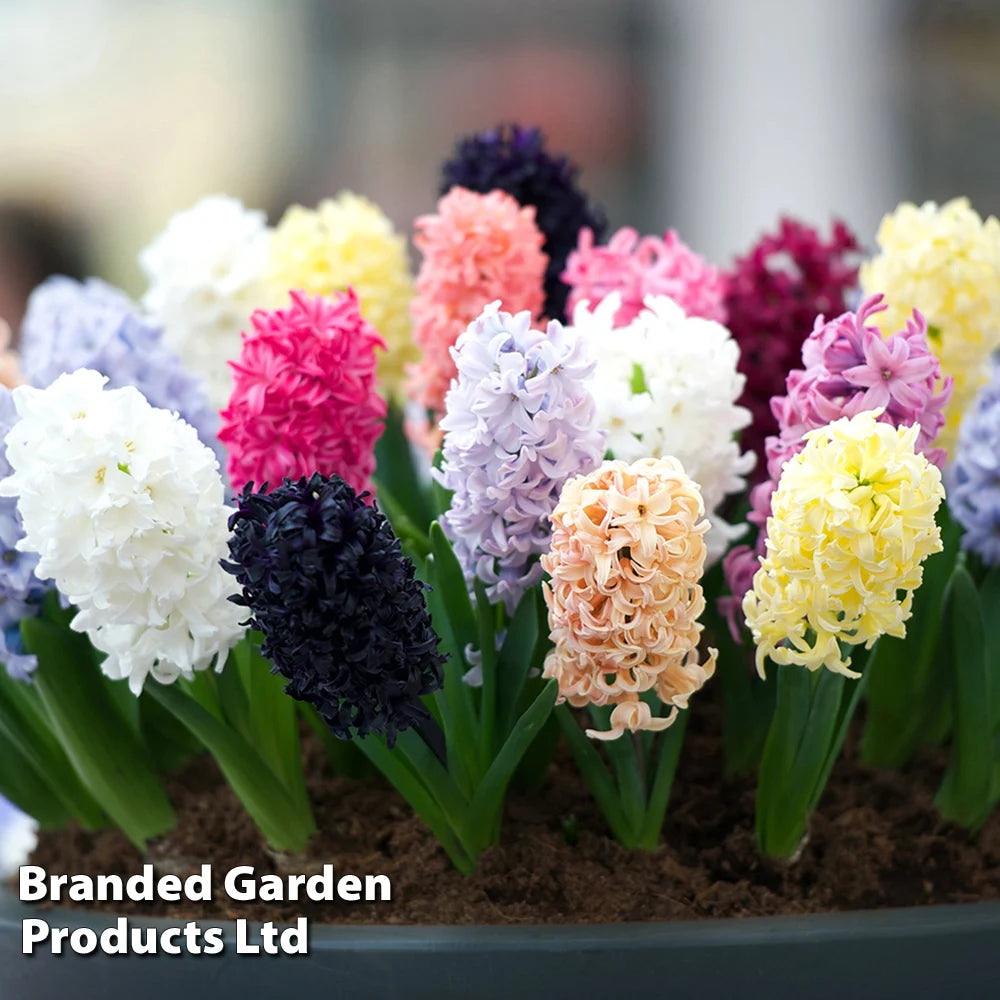 Thompson & Morgan Hyacinth Breeders Selection - 16 Bulbs