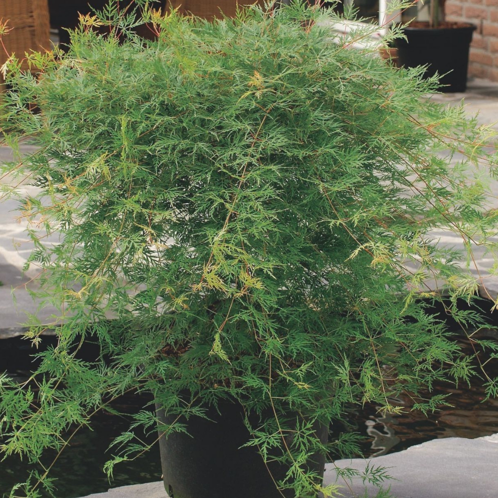 Japanese Maple - Acer Palmatum 'Emerald Lace' - Height 60-70cm - ⌀19cm | Set of 1 | Green