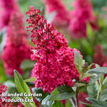 Thompson & Morgan Buddleja Butterfly Candy Little Ruby 9cm Pot X 1