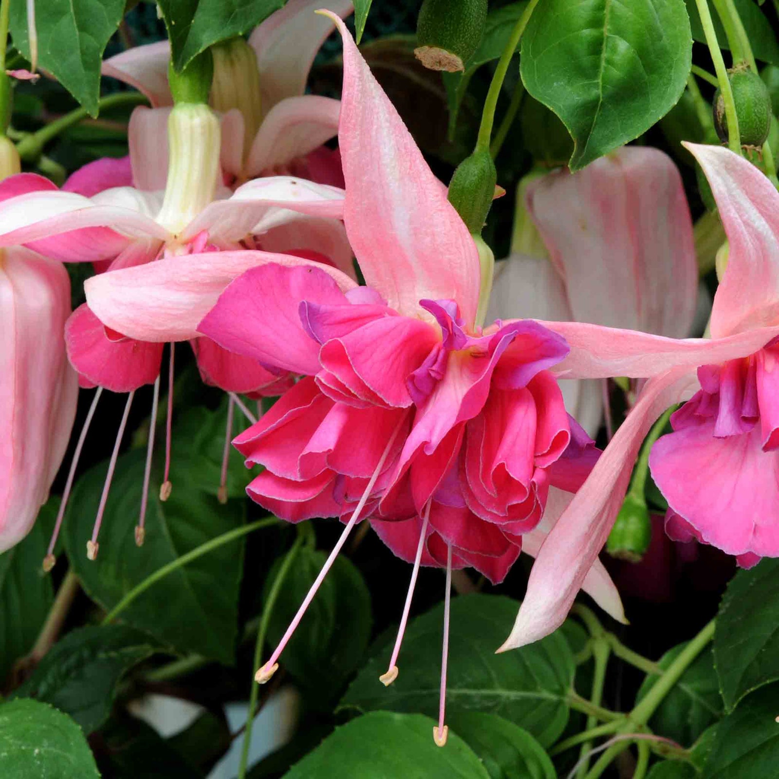 Fuchsia 'bella Rosella' Trailing Double Pink 30cm | 12 x Plug Plants