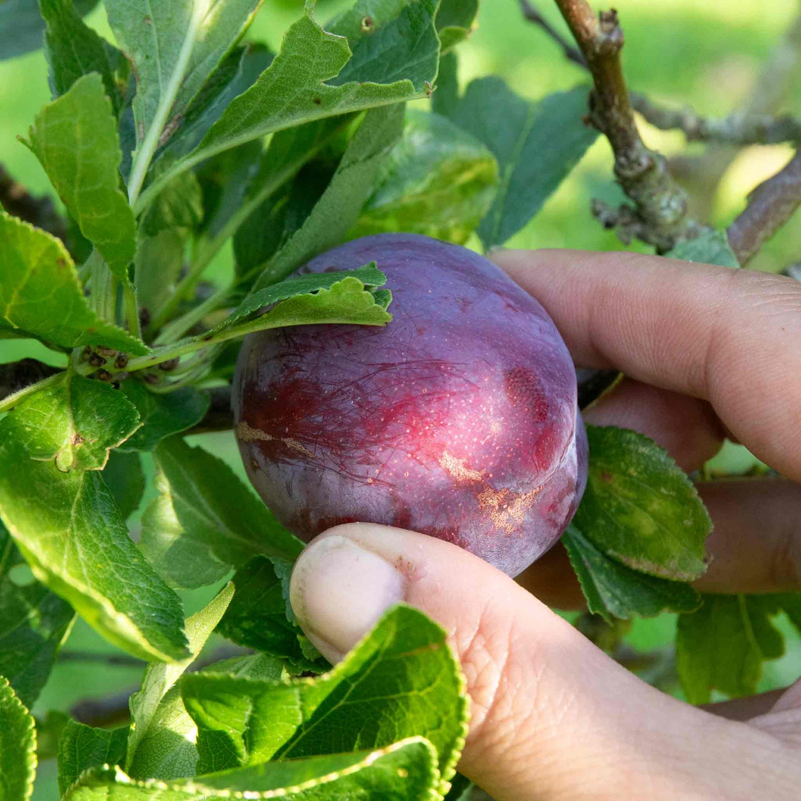 Plum Tree Marjorie's Seedling Bare-root Late-season Bare Root | 1 x Bare Root | Purple