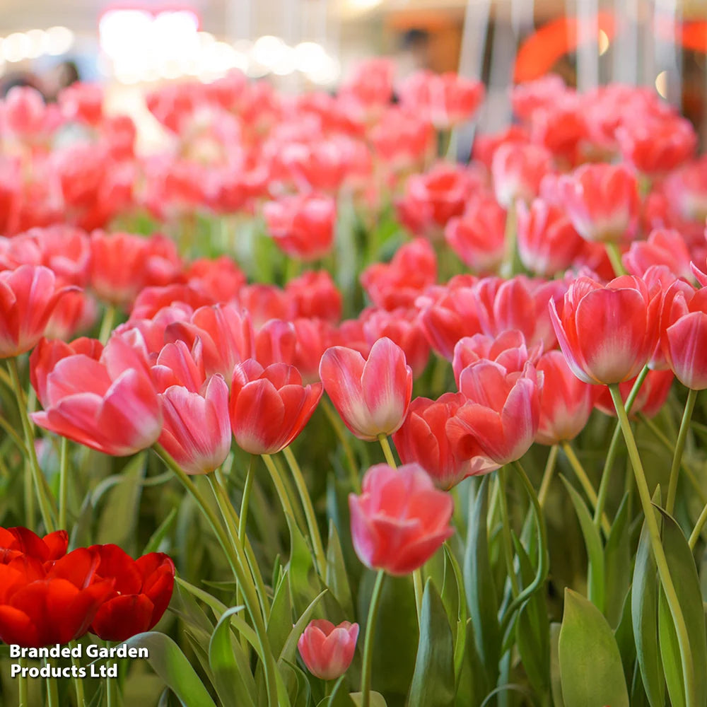 Thompson & Morgan Tulip Rockstar Collection 80 Bulbs
