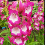 Penstemon Nursery Favourite Collection - 3 In 1l Pots