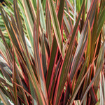 Phormium 'maori Queen' Evergreen, Drought-tolerant Border Plant | 1 x 9cm | Green & Pink