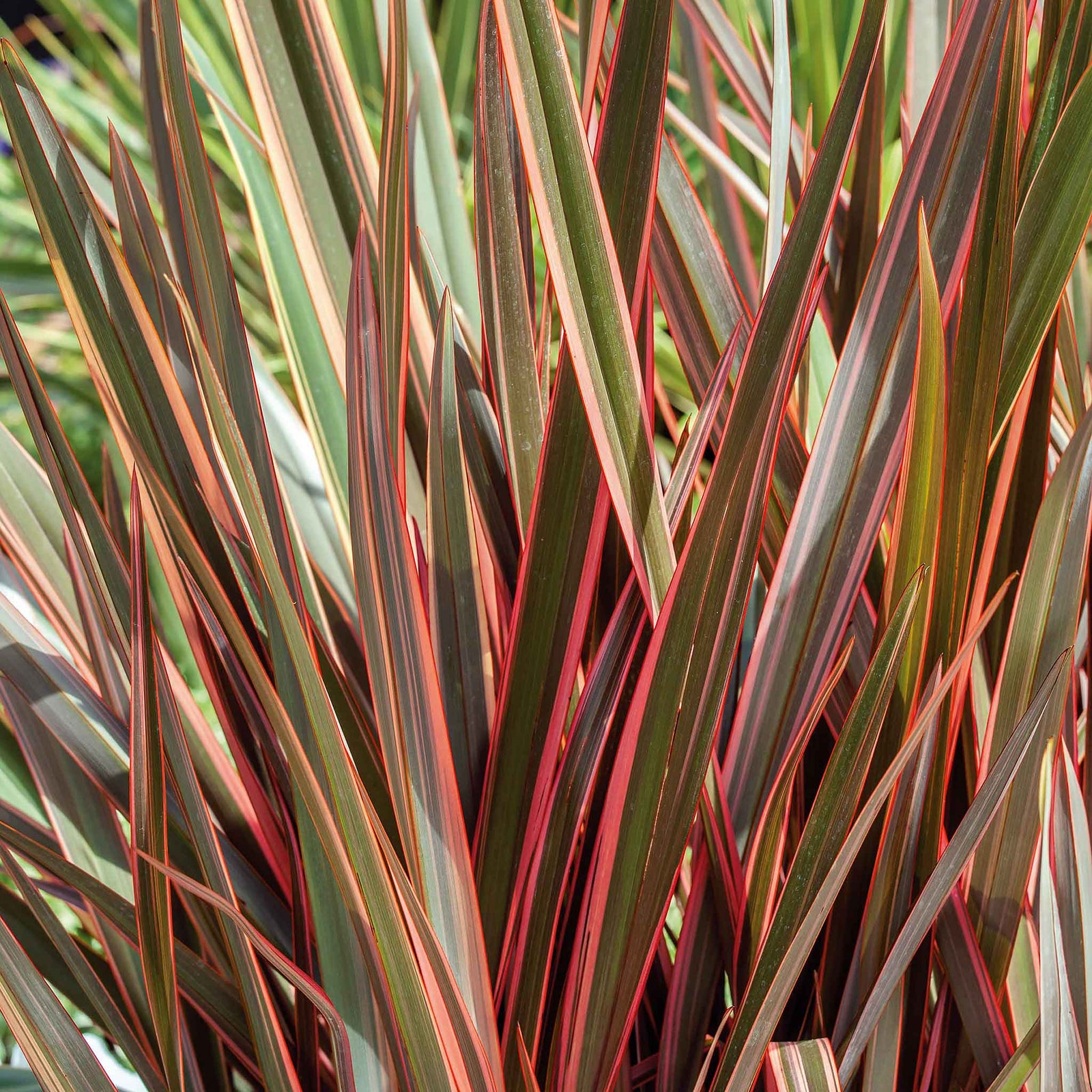 Phormium 'maori Queen' Evergreen, Drought-tolerant Border Plant | 1 x 9cm | Green & Pink