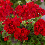 Geranium Upright Collection - Galaxy Dark Red, Rose And White | 6 x Plug Plants | Red