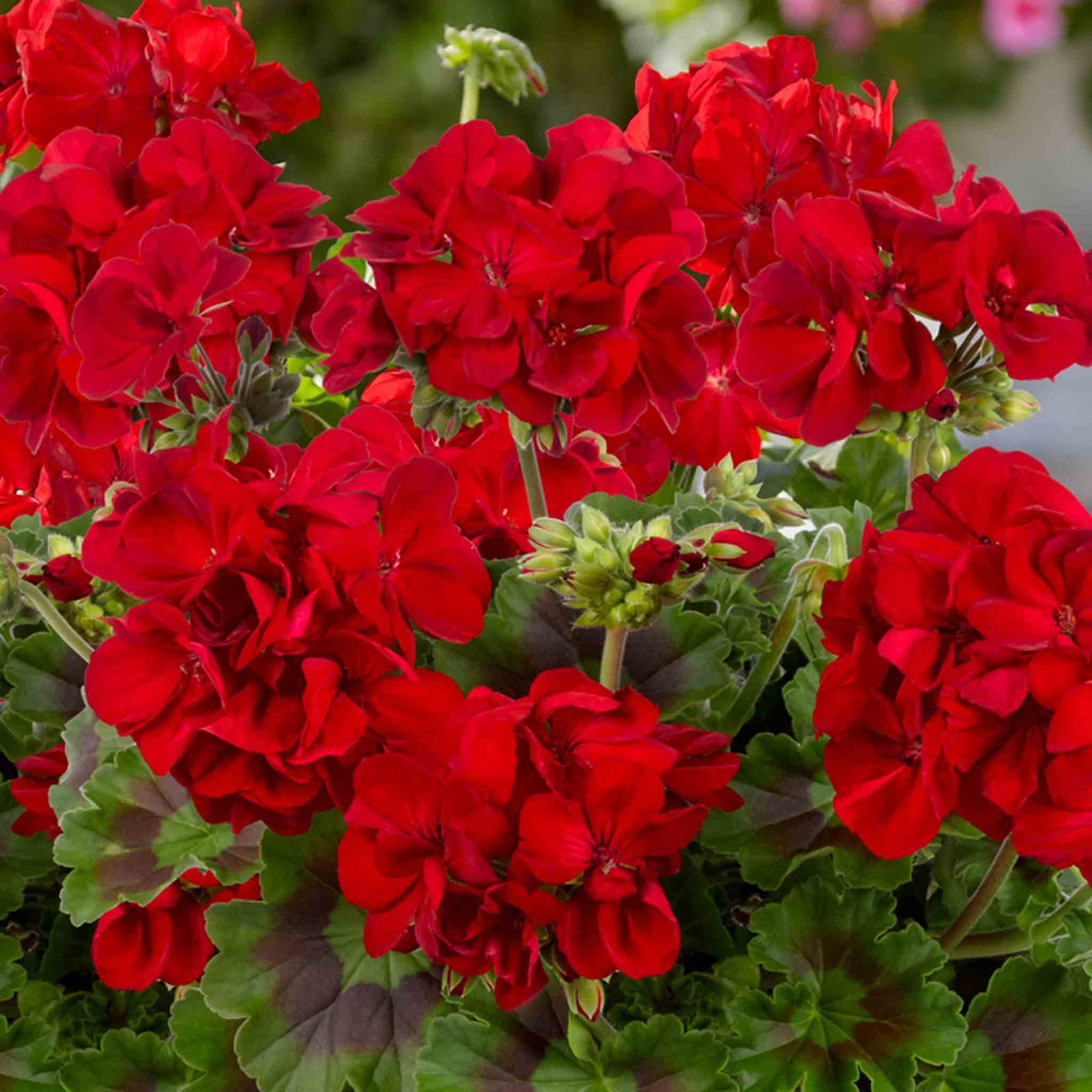 Geranium Galaxy Red Zonal 40cm | 12 x Plug Plants | Bright Red