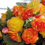 Begonia Tuber 'cascade Sunray' Tubers | 5 x Bulbs | Yellow