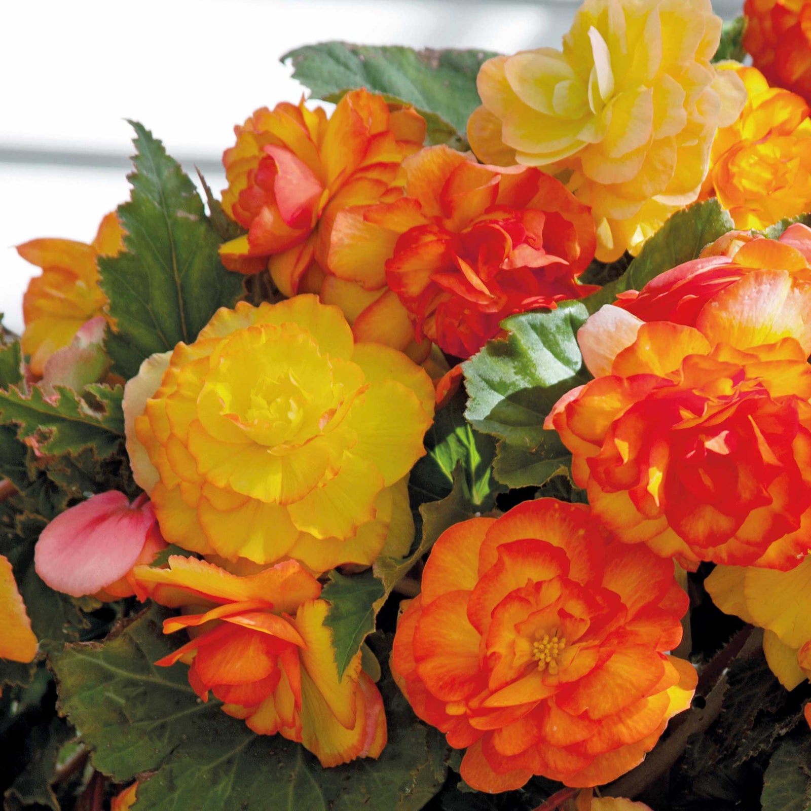 Begonia Tuber 'cascade Sunray' Tubers | 5 x Bulbs | Yellow