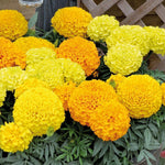 Marigold Marvel Mix - Vibrant Gold, Orange & Yellow Blooms Garden Ready Plants | 24 x Garden Ready Plants