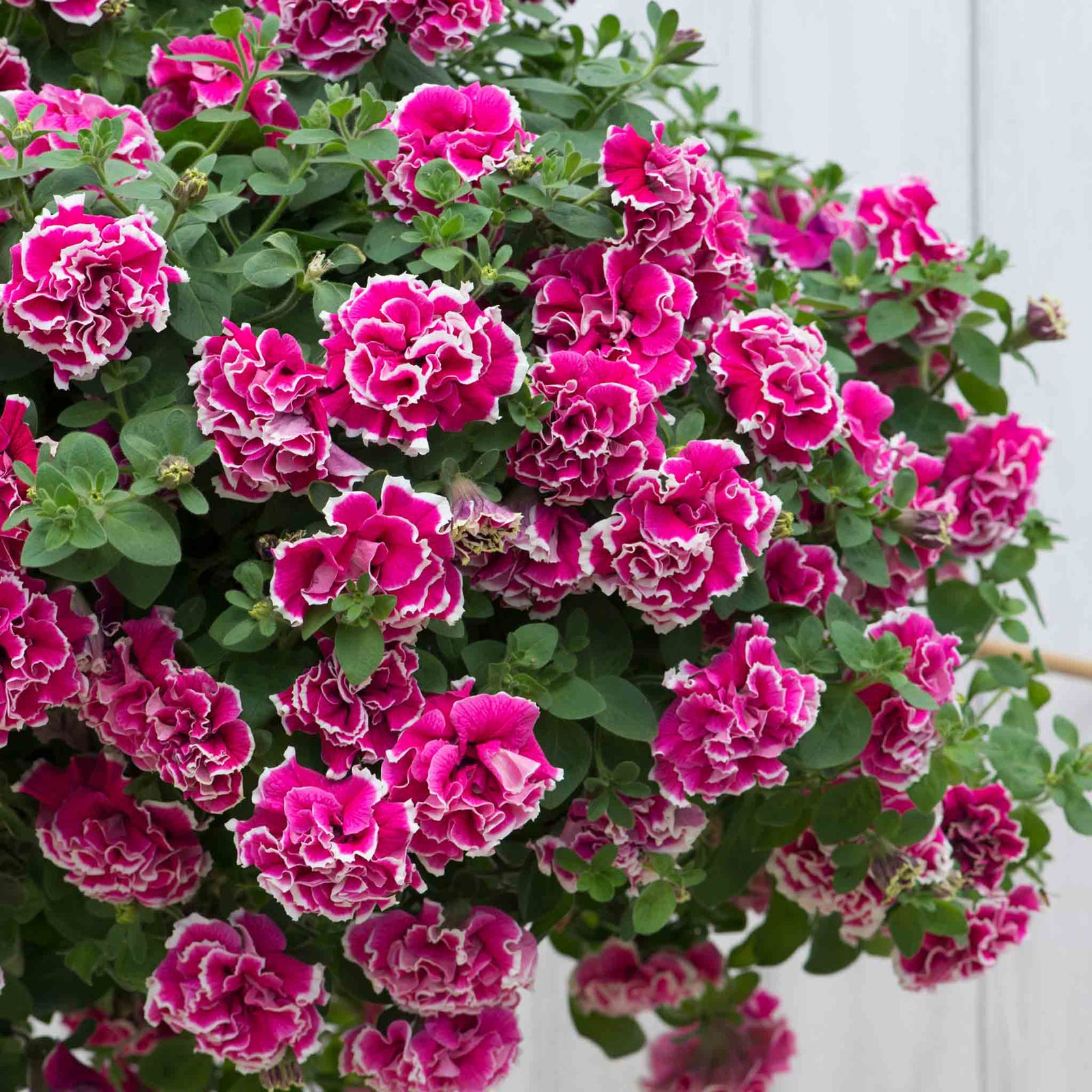 Petunia Tumbelina Anna - Double Rose-pink Trailing Petunia | 12 x Plug Plants | Multi