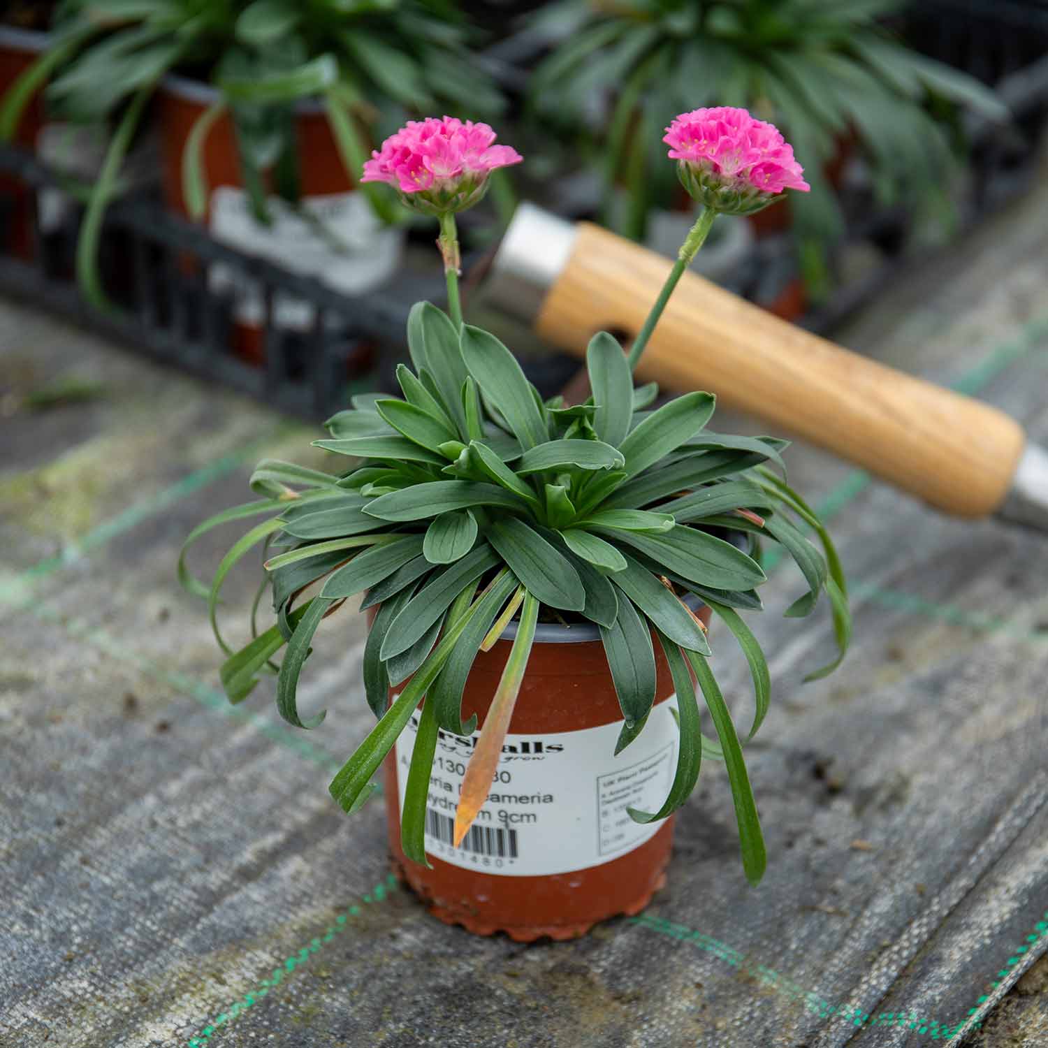 Armeria 'dreameria Daydream' Pink Pompom Perennial | 1 x 2L | Pink