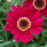 Argyranthemum 'grandaisy' Collection - 12 Plug Plants | 12 x Plug Plants | White