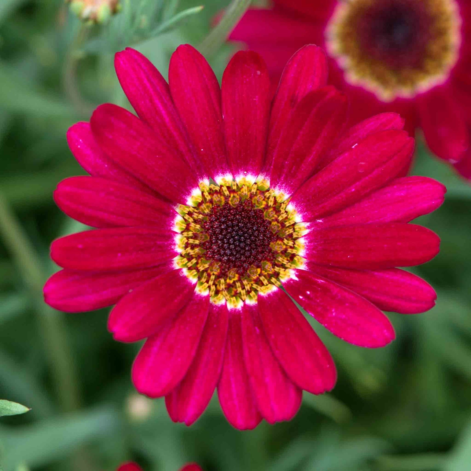 Argyranthemum 'grandaisy Deep Red' Bedding Plant For Pots & Borders 40-60 Cm | 6 x Plug Plants