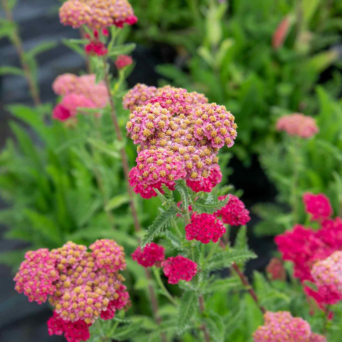 Achillea 'sassy Summer Taffy' 2l Salmon-pink Perennial | Set of 1