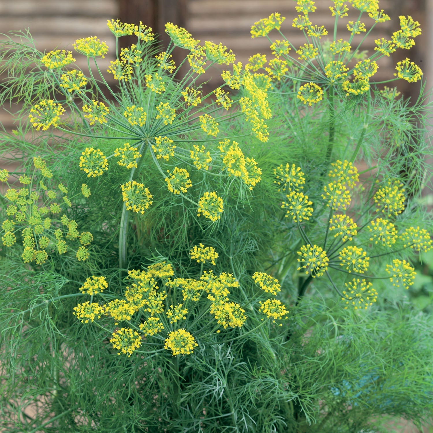 Dill Plant - Pack Of 3 9cm