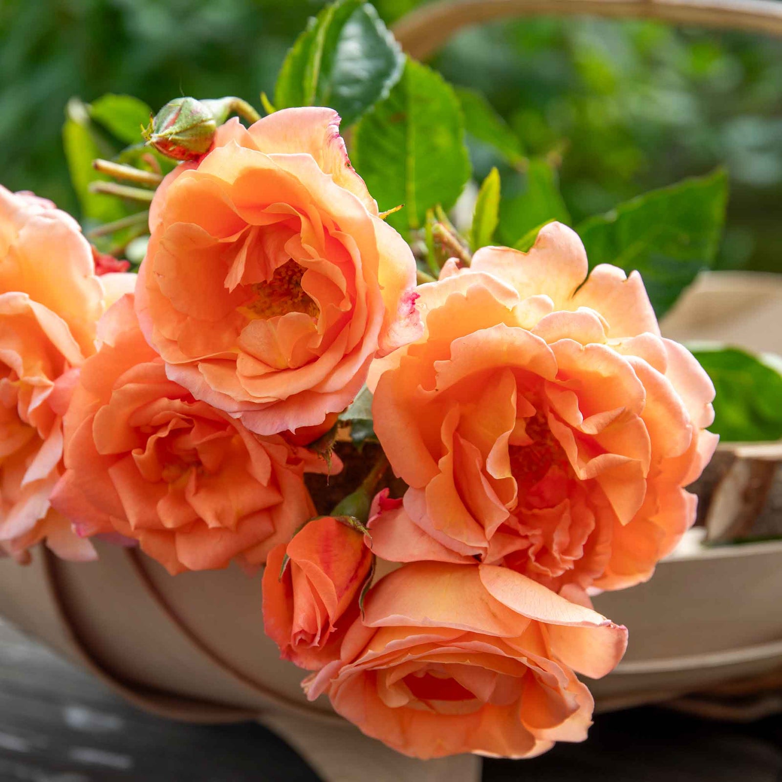 Rose 'precious Amber' - Apricot Orange Floribunda | 1 x Bare Root | Orange