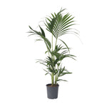 Kentia Palm - Howea Forsteriana - Height 90-100cm - ⌀18cm | Set of 1 | Green