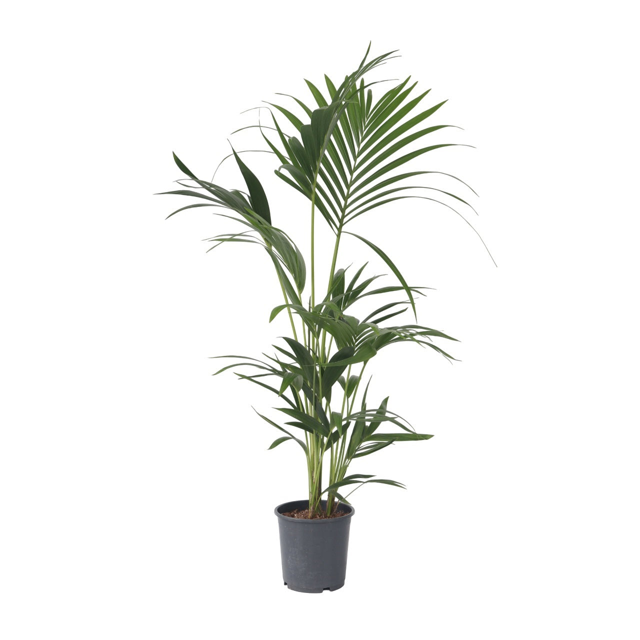 Kentia Palm - Howea Forsteriana - Height 90-100cm - ⌀18cm | Set-of-1 | Green