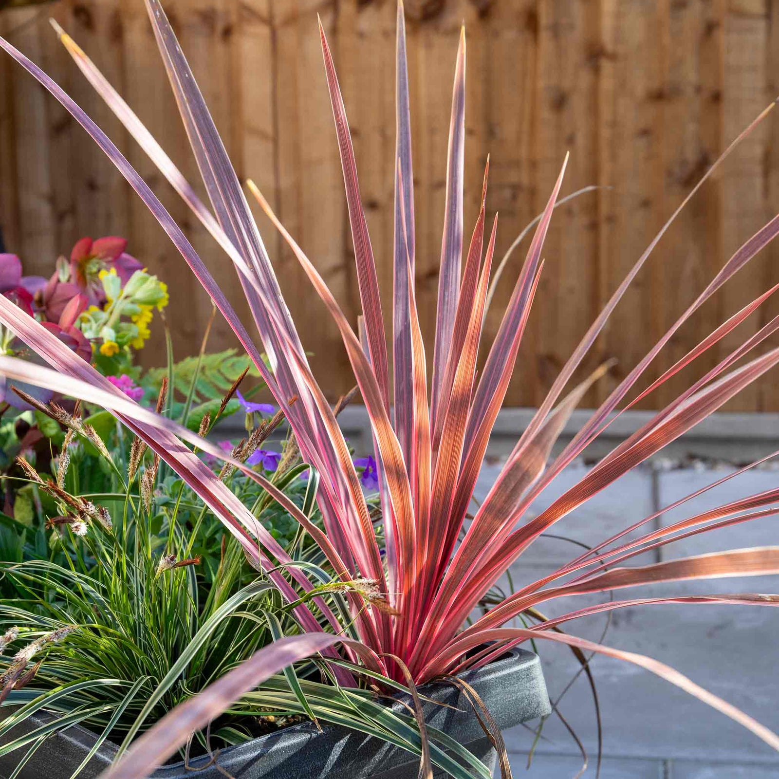 Cordyline 'charlie Boy' - Pink And Burgundy Foliage, Hardy Evergreen | 1 x 3L | Pink