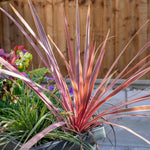 Cordyline 'charlie Boy' - Pink And Burgundy Foliage, Hardy Evergreen | 1 x 7.5L | Pink