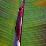 Abyssinian Banana - Ensete Ventricosum 'maurelli' - H20-30cm - ⌀9cm | Set of 2 | Green